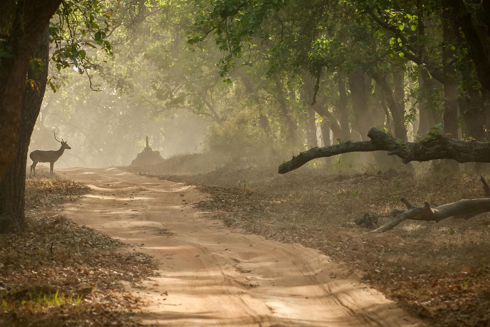 Tigerns rike – Bandhavgarh