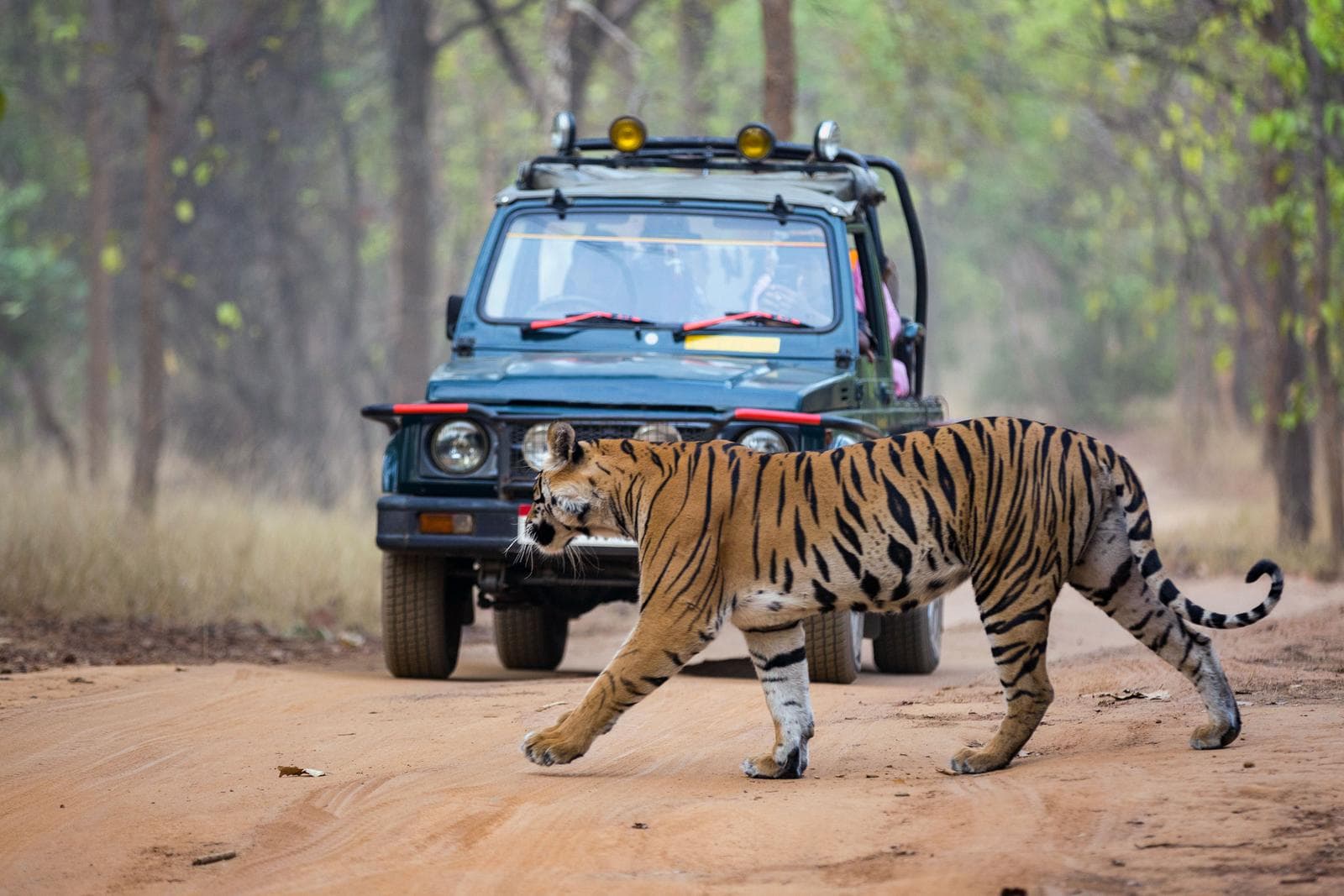 Tigerns rike – Bandhavgarh