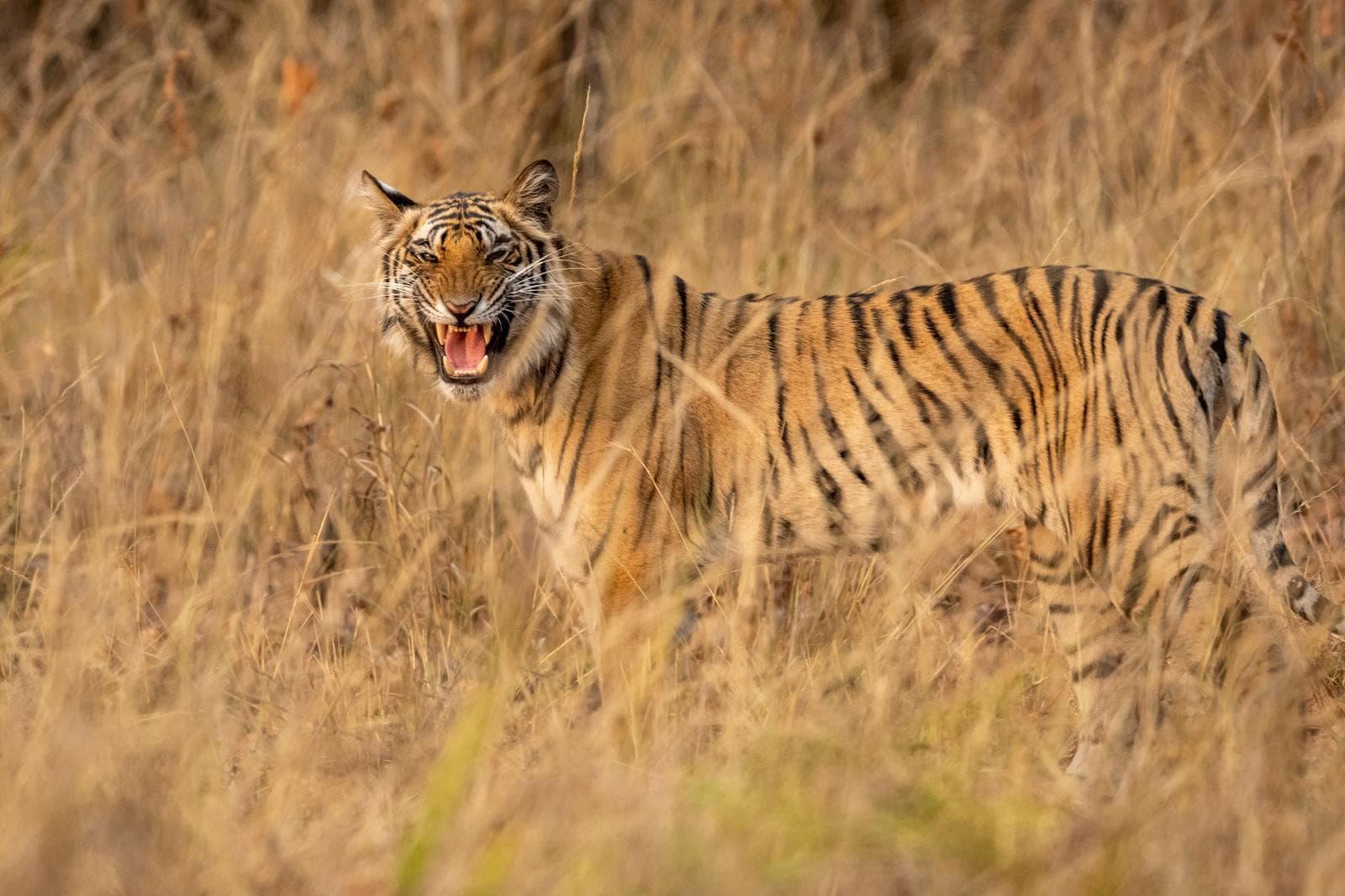 Tigerns rike – Bandhavgarh