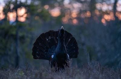 Tjäder och havsörn — 1