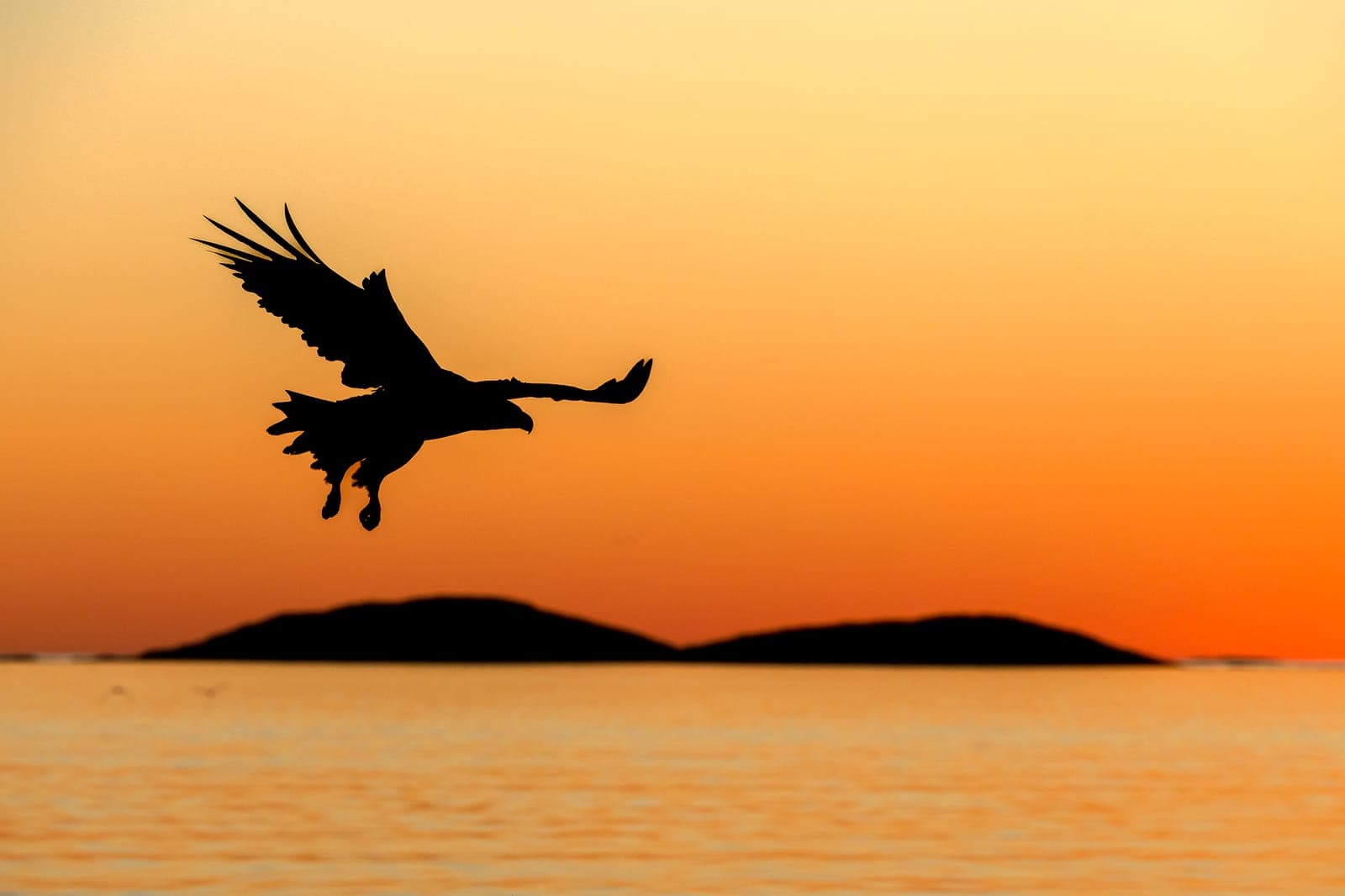 Ansvarsfull naturfotografering – etiska riktlinjer för hållbar ekoturism