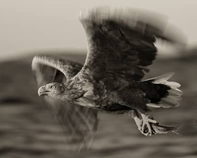 Tjäder och havsörn — 32