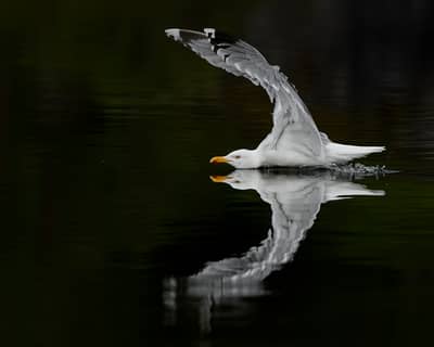 Tjäder och havsörn — 33