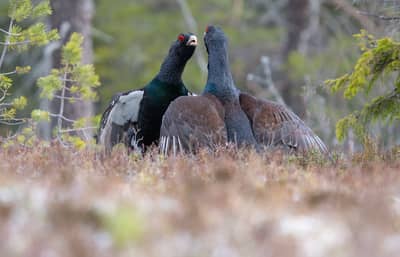 Tjäder och havsörn — 6