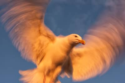 Tjäder och havsörn — 24