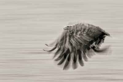 Tjäder och havsörn — 25