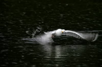 Tjäder och havsörn — 4