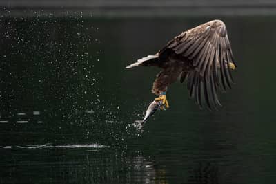 Tjäder och havsörn — 15