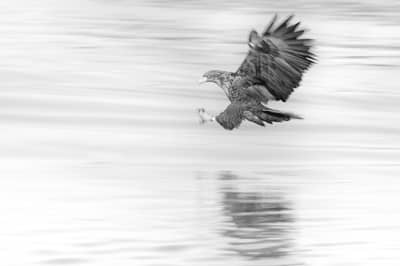 Tjäder och havsörn — 30