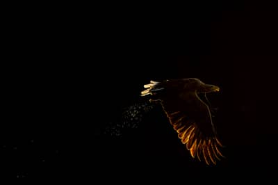 Tjäder och havsörn — 2