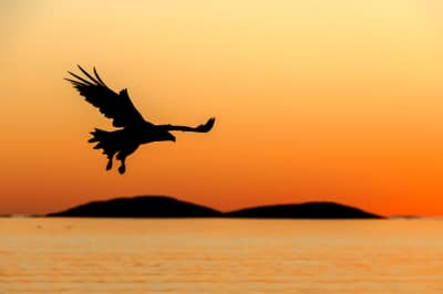 Tjäder och havsörn — 9