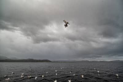 Tjäder och havsörn — 16