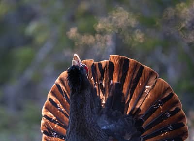 Tjäder och havsörn — 27