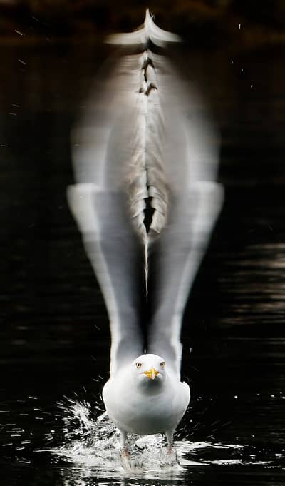 Tjäder och havsörn — 18