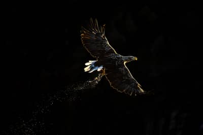 Tjäder och havsörn — 12