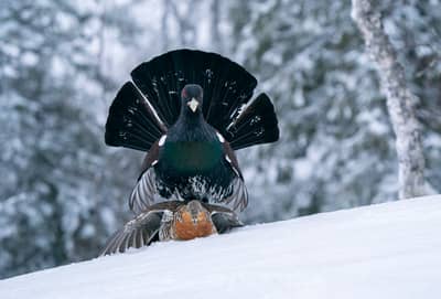 Tjäder och havsörn — 3