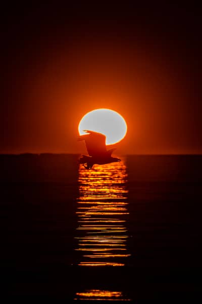 Tjäder och havsörn — 20