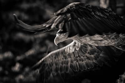 Tjäder och havsörn — 29