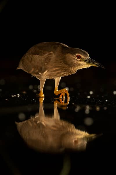 Ungern vår 2026 — 10