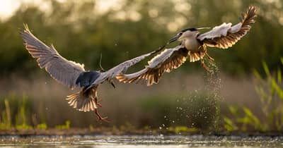 Ungern vår 2026 — 3