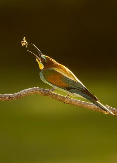 Ungern vår 2026 — 30