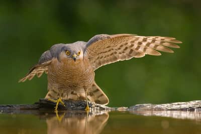 Ungern vår 2026 — 15