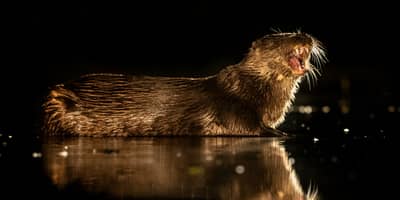 Ungern vår 2026 — 9