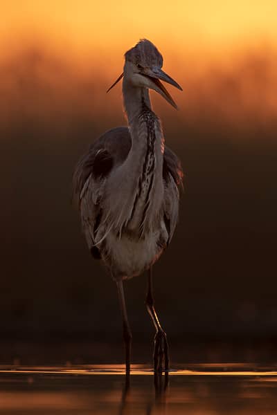 Ungern vår 2026 — 34