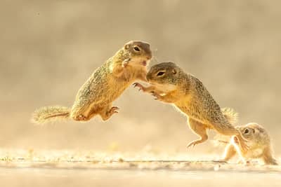 Ungern vår 2026 — 13