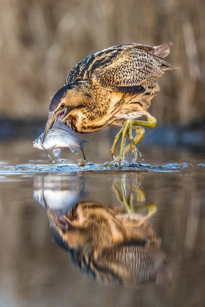 Ungern vår 2026 — 28