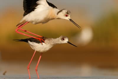 Ungern vår 2026 — 19