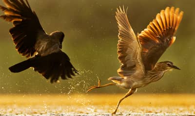 Ungern vår 2026 — 43