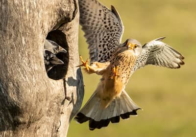 Ungern vår 2026 — 29