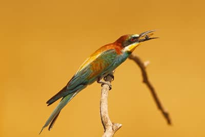 Ungern vår 2026 — 23