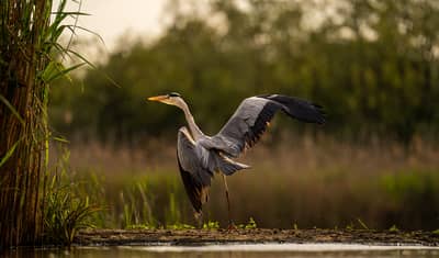 Ungern vår 2026 — 31