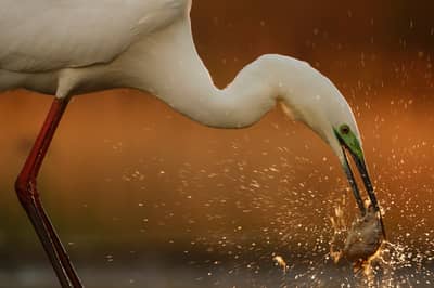 Ungern vår 2026 — 20