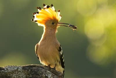 Ungern vår 2026 — 26