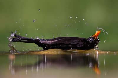 Ungern vår 2026 — 6