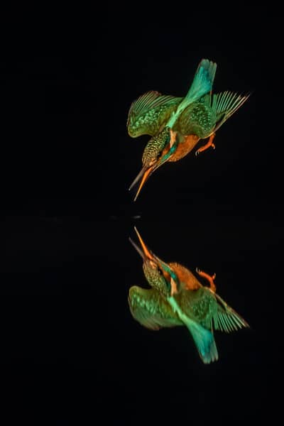 Ungern vår 2026 — 27