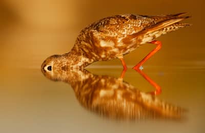 Ungern vår 2026 — 11