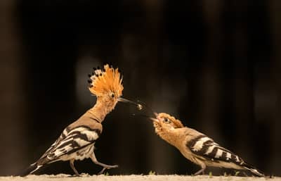 Ungern vår 2026 — 39