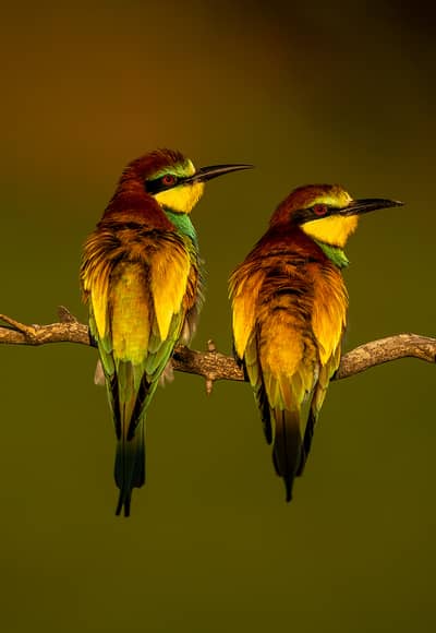 Ungern vår 2026 — 41