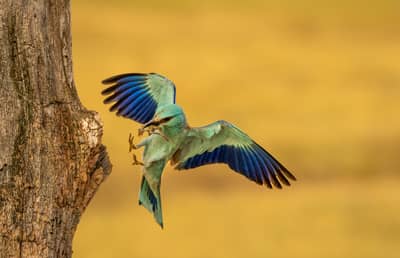 Ungern vår 2026 — 45