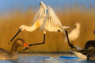 Ungern vår 2026 — 21