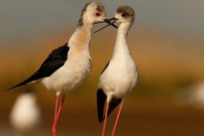 Ungern vår 2026 — 46