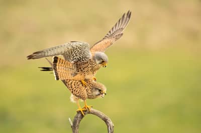 Ungern vår 2026 — 14