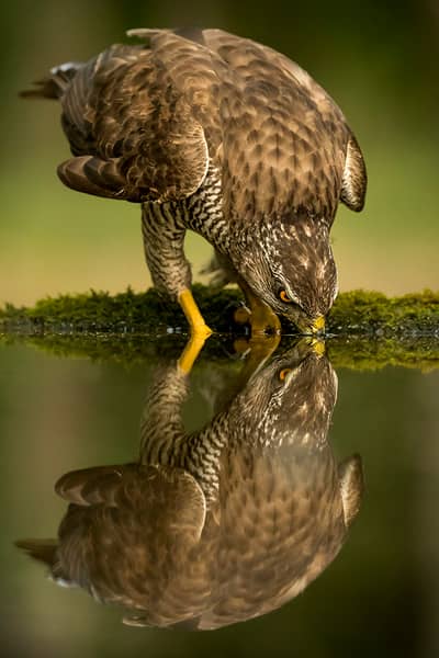 Ungern vår 2026 — 18