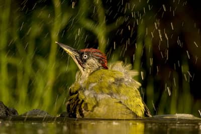 Ungern vår 2026 — 17