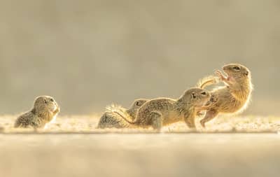 Ungern vår 2026 — 16