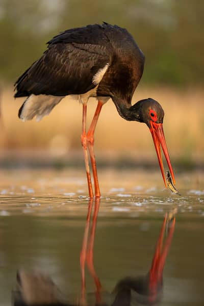 Ungern vår 2026 — 5